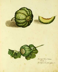 Heirloom Squash by Ulisse Aldrovandi, Plate Published in Piante Fiori Frutti
